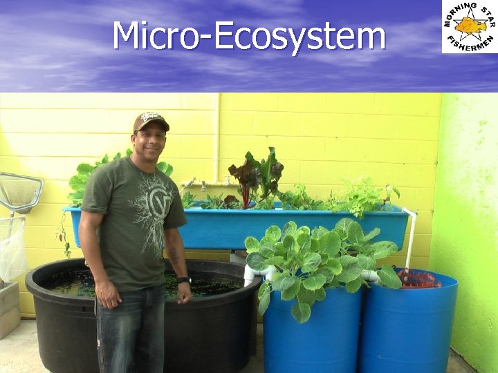 Micro-Ecosystem 