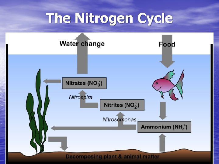 The Nitrogen Cycle 