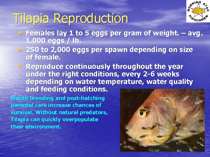 Tilapia Reproduction • Females lay 1 to 5 eggs per gram of weight. –