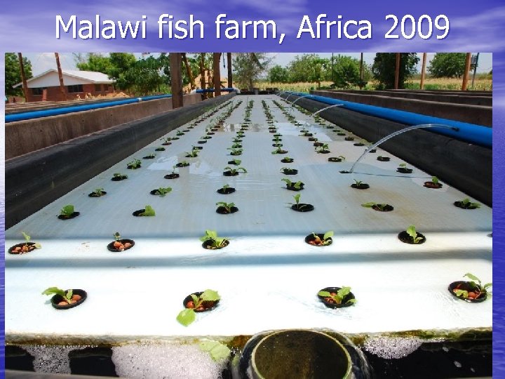 Malawi fish farm, Africa 2009 