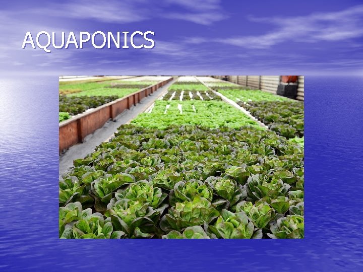 AQUAPONICS 