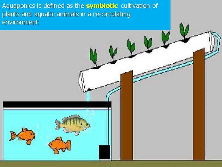 Aquaponics is defined as the symbiotic cultivation of plants and aquatic animals in a