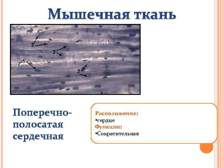 Мышечная ткань Поперечнополосатая сердечная Расположение: • сердце Функции: • Сократительная 