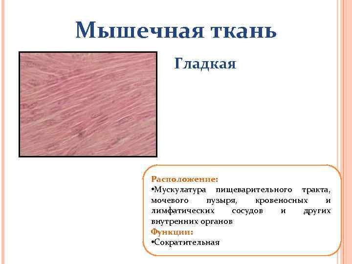 Мышечная ткань Гладкая Расположение: • Мускулатура пищеварительного тракта, мочевого пузыря, кровеносных и лимфатических сосудов