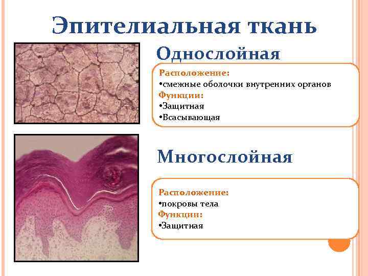 Покров ткань. Однослойная эпителиальная ткань. Однослойная эпителиальная ткань месторасположение. Расположение многослойной эпителиальной ткани. Однослойная эпителиальная ткань функции.