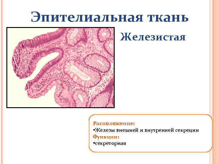 Эпителиальная ткань Железистая Расположение: • Железы внешней и внутренней секреции Функции: • секреторная 