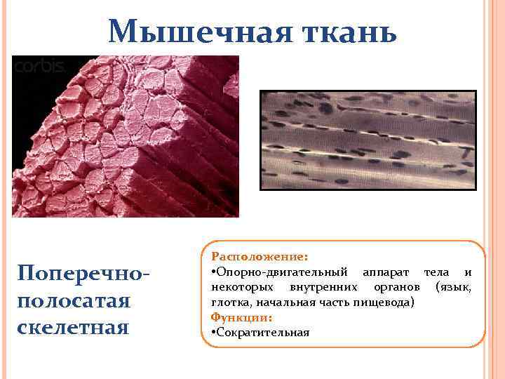 Мышечная ткань Поперечнополосатая скелетная Расположение: • Опорно-двигательный аппарат тела и некоторых внутренних органов (язык,