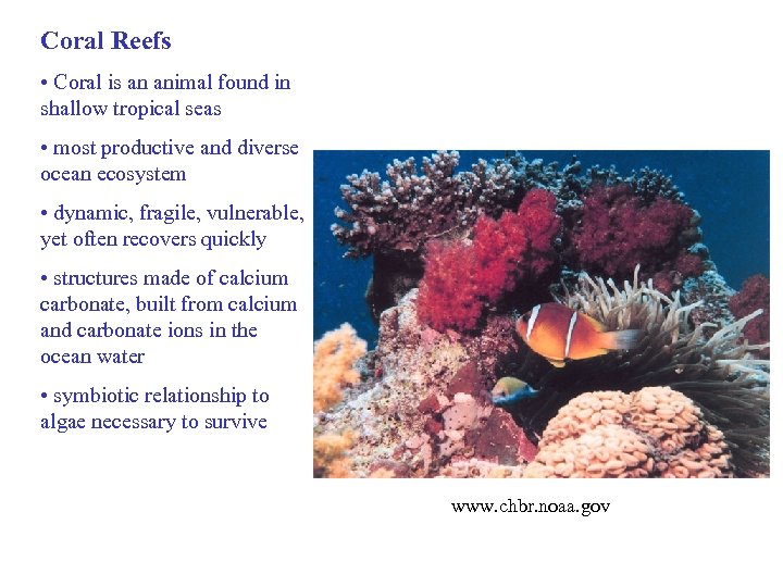 Coral Reefs • Coral is an animal found in shallow tropical seas • most