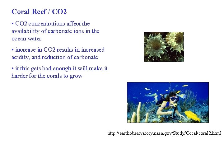 Coral Reef / CO 2 • CO 2 concentrations affect the availability of carbonate