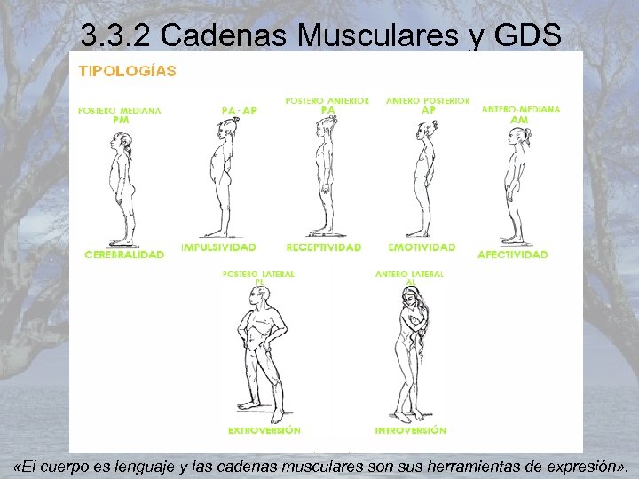 3. 3. 2 Cadenas Musculares y GDS «El cuerpo es lenguaje y las cadenas