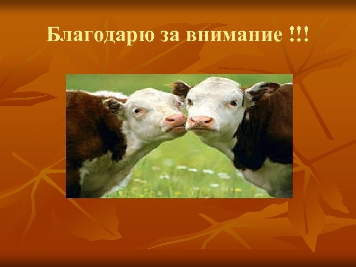 Благодарю за внимание !!! 