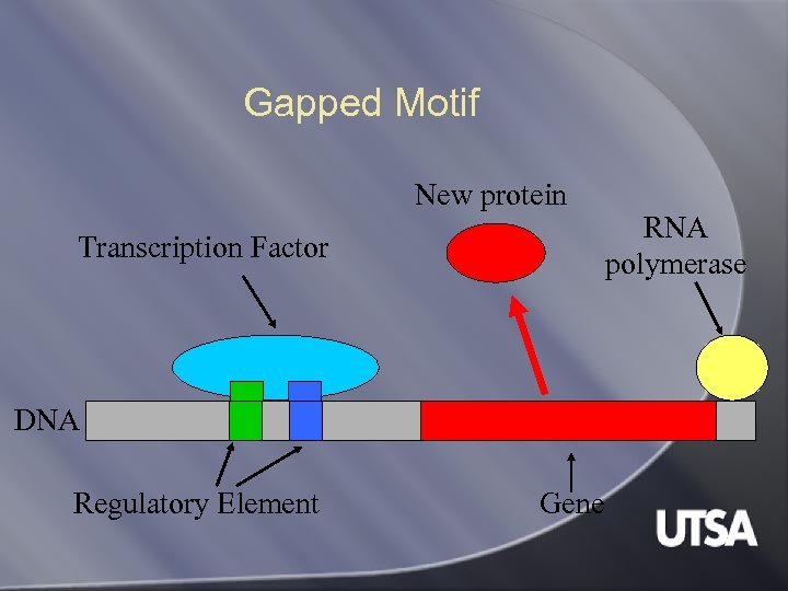 Gapped Motif New protein Transcription Factor DNA Regulatory Element Gene RNA polymerase 