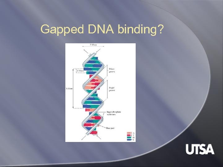 Gapped DNA binding? 