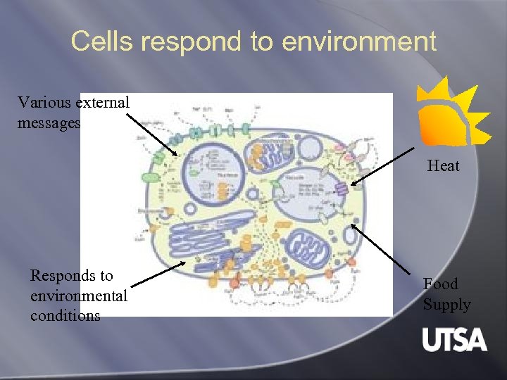 Cells respond to environment Various external messages Heat Responds to environmental conditions Food Supply