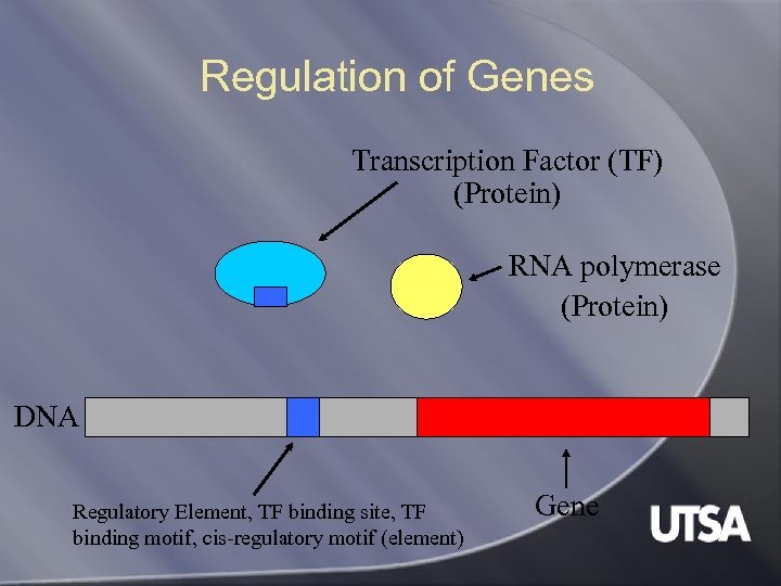 Regulation of Genes Transcription Factor (TF) (Protein) RNA polymerase (Protein) DNA Regulatory Element, TF