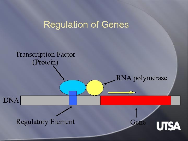 Regulation of Genes Transcription Factor (Protein) RNA polymerase DNA Regulatory Element Gene 