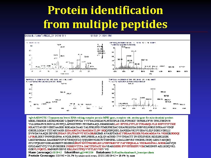 Protein identification from multiple peptides >gb-AAK 64278. 1 Trypanosoma brucei RNA-editing complex protein MP