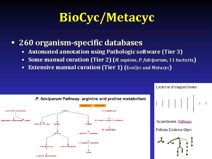 Bio. Cyc/Metacyc § 260 organism-specific databases • Automated annotation using Pathologic software (Tier 3)