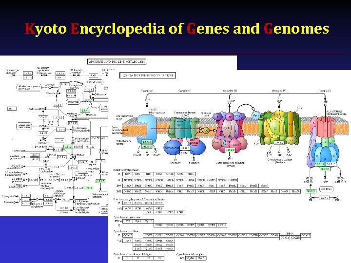 Kyoto Encyclopedia of Genes and Genomes 