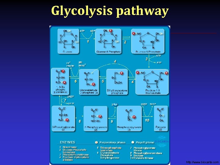 Glycolysis pathway http: //www. biocarta. com 