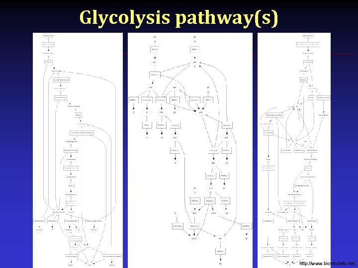 Glycolysis pathway(s) http: //www. biomodels. net 