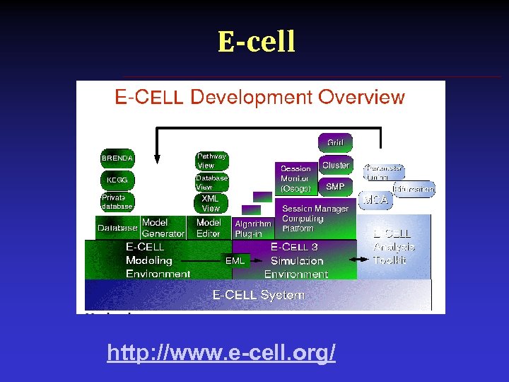 E-cell http: //www. e-cell. org/ 