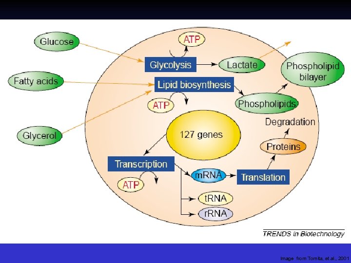 Image from Tomita, et al. , 2001 