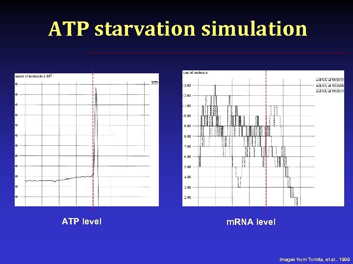 ATP starvation simulation ATP level m. RNA level Images from Tomita, et al. ,