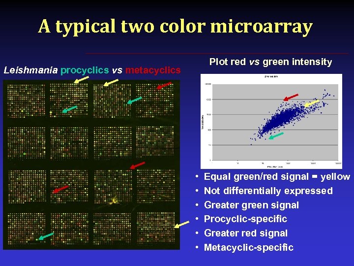 A typical two color microarray Plot red vs green intensity Leishmania procyclics vs metacyclics