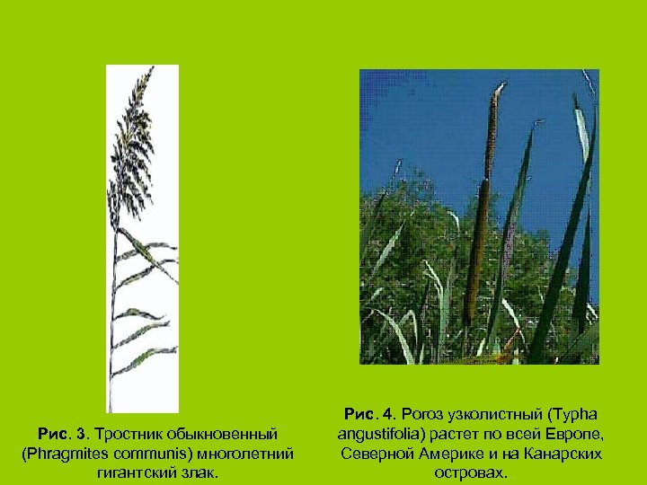 Рис. 3. Тростник обыкновенный (Phragmites communis) многолетний гигантский злак. Рис. 4. Рогоз узколистный (Typha