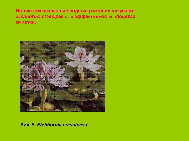 Но все эти названные водные растения уступают Eichhornia crassipes L. в эффективности процесса очистки.