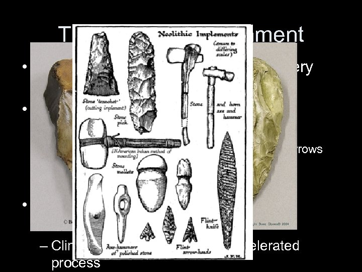The Natural Environment • By 13, 000 BCE Homo sapiens in every inhabitable part
