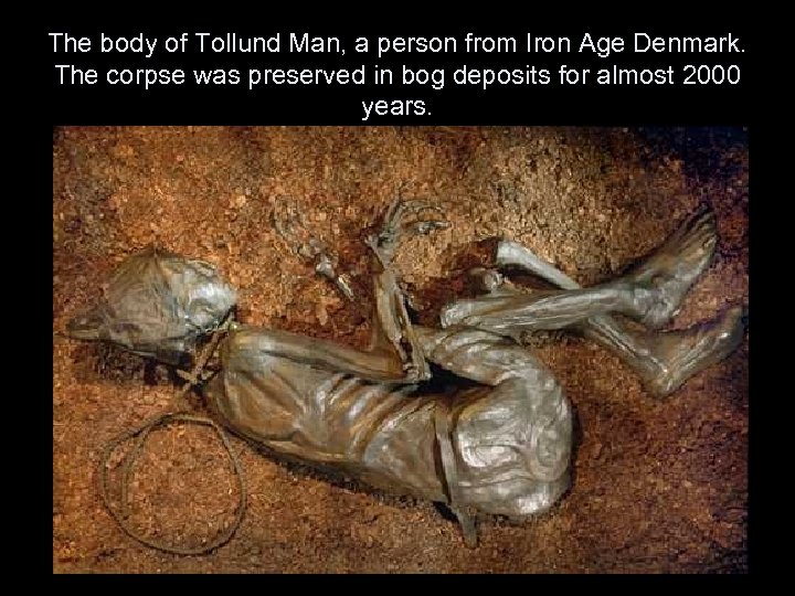 The body of Tollund Man, a person from Iron Age Denmark. The corpse was