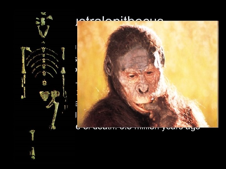 Australopithecus • “The southern ape” – Despite name a hominid • Discovery of skeleton