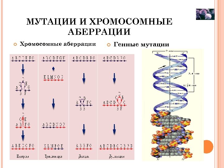 МУТАЦИИ И ХРОМОСОМНЫЕ АБЕРРАЦИИ Хромосомные аберрации Генные мутации 