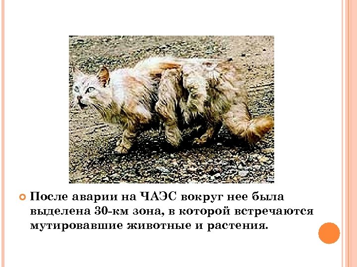  После аварии на ЧАЭС вокруг нее была выделена 30 км зона, в которой