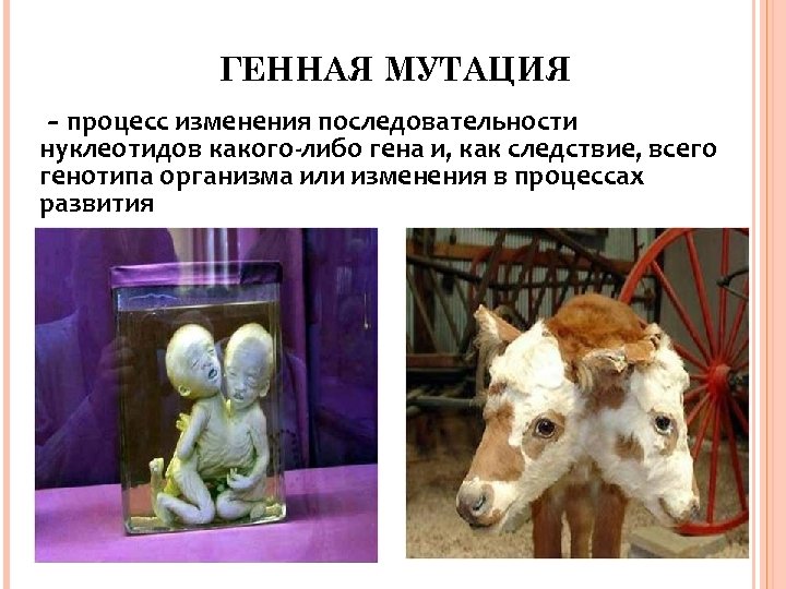 ГЕННАЯ МУТАЦИЯ - процесс изменения последовательности нуклеотидов какого-либо гена и, как следствие, всего генотипа