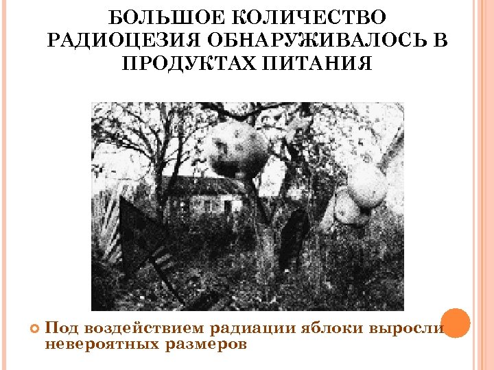 БОЛЬШОЕ КОЛИЧЕСТВО РАДИОЦЕЗИЯ ОБНАРУЖИВАЛОСЬ В ПРОДУКТАХ ПИТАНИЯ Под воздействием радиации яблоки выросли невероятных размеров