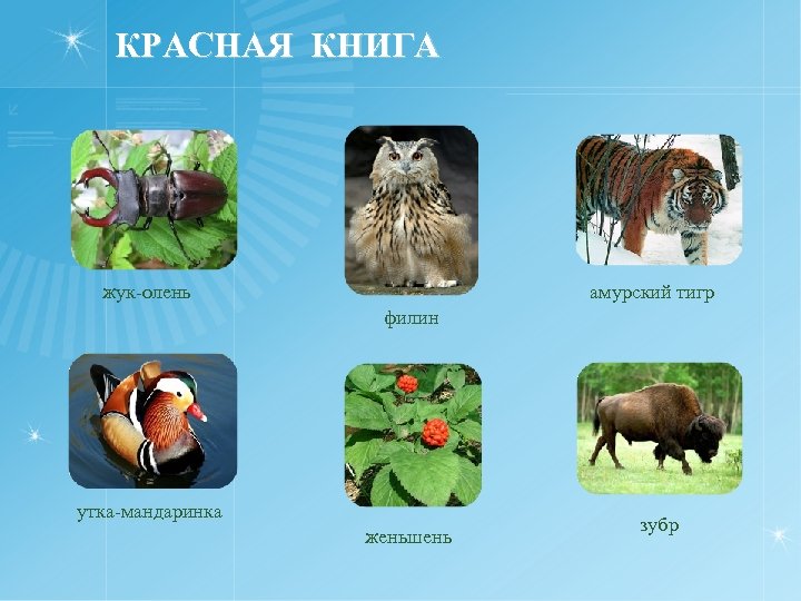 КРАСНАЯ КНИГА жук-олень амурский тигр филин утка-мандаринка женьшень зубр 