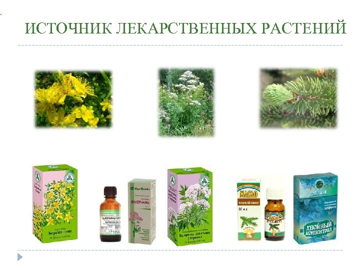 . ИСТОЧНИК ЛЕКАРСТВЕННЫХ РАСТЕНИЙ 