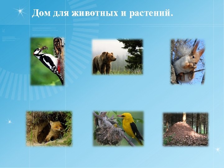 Дом для животных и растений. 