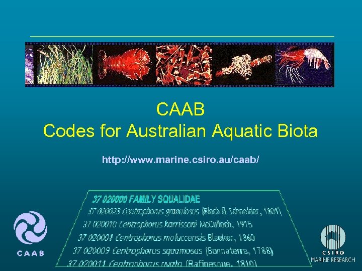 CAAB Codes for Australian Aquatic Biota http: //www. marine. csiro. au/caab/ 