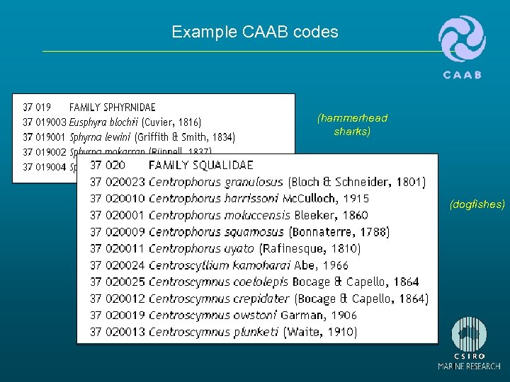 Example CAAB codes (hammerhead sharks) (dogfishes) 