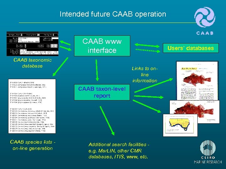 Intended future CAAB operation CAAB www interface CAAB taxonomic database Users’ databases Links to