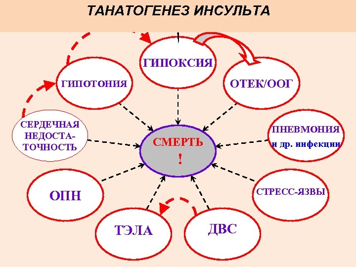 ТАНАТОГЕНЕЗ ИНСУЛЬТА ГИПОКСИЯ ОТЕК/ООГ ГИПОТОНИЯ СЕРДЕЧНАЯ НЕДОСТАТОЧНОСТЬ ПНЕВМОНИЯ и др. инфекции СМЕРТЬ ! СТРЕСС-ЯЗВЫ