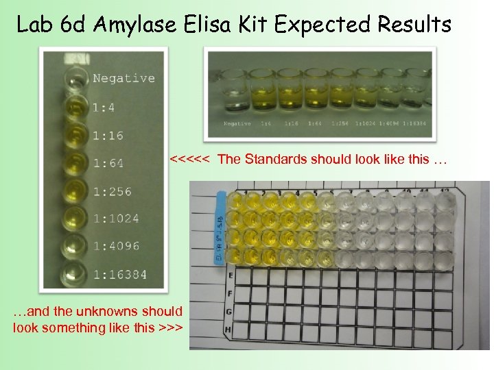 Lab 6 d Amylase Elisa Kit Expected Results <<<<< The Standards should look like