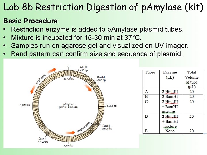 Lab 8 b Restriction Digestion of p. Amylase (kit) Basic Procedure: • Restriction enzyme