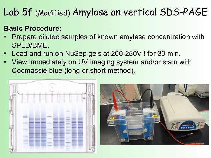 Lab 5 f (Modified) Amylase on vertical SDS-PAGE Basic Procedure: • Prepare diluted samples
