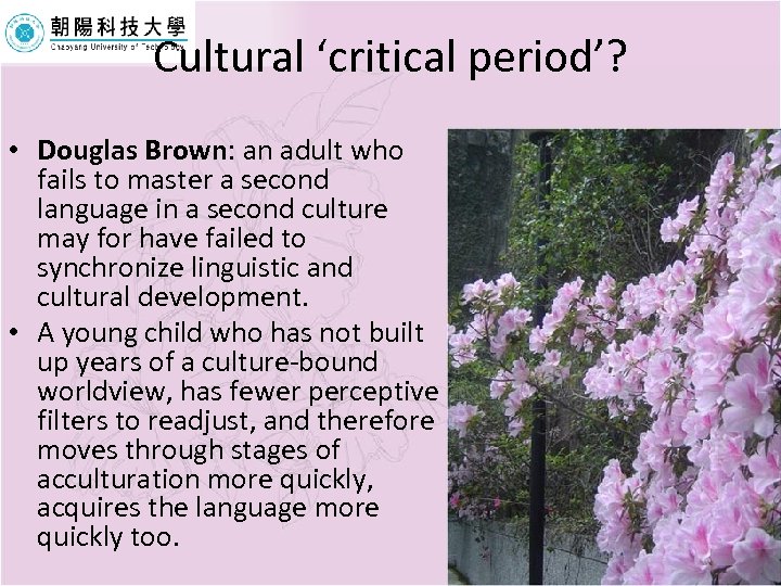 Cultural ‘critical period’? • Douglas Brown: an adult who fails to master a second