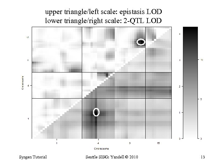 upper triangle/left scale: epistasis LOD lower triangle/right scale: 2 -QTL LOD Sysgen Tutorial Seattle